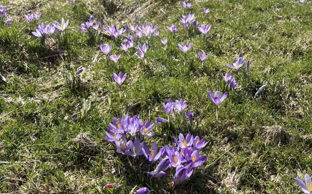 Primavera in bellezza