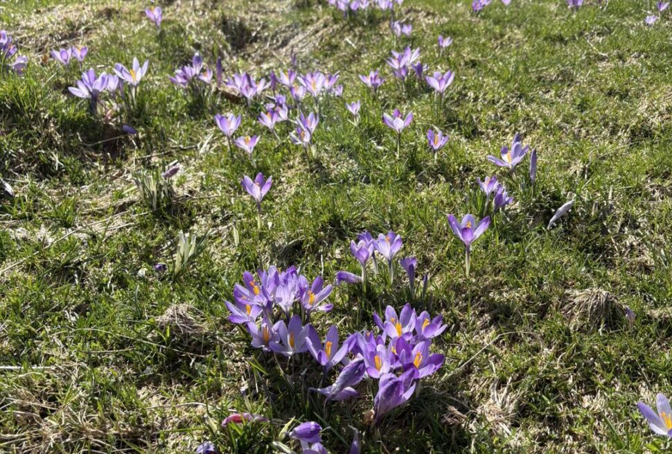 Passo di Pradarena, primavera e fiori di crocus