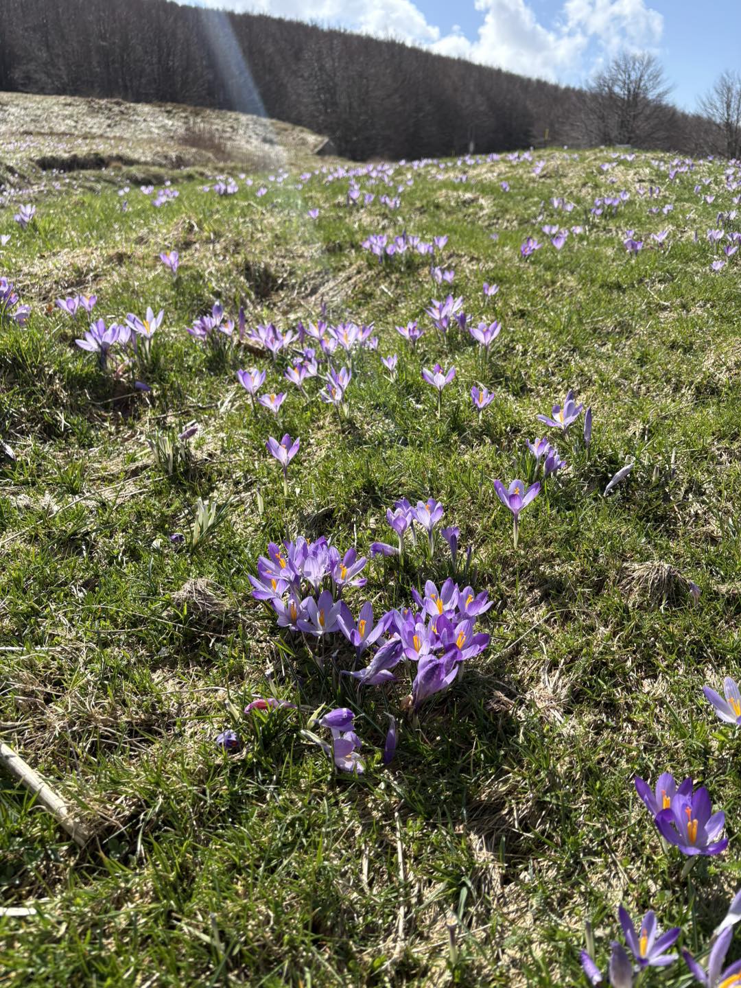Primavera in bellezza